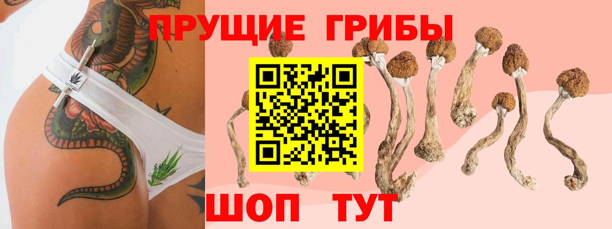 Норильск  Псилоцибиновые грибы Psilocybe  Вход с VPN 
